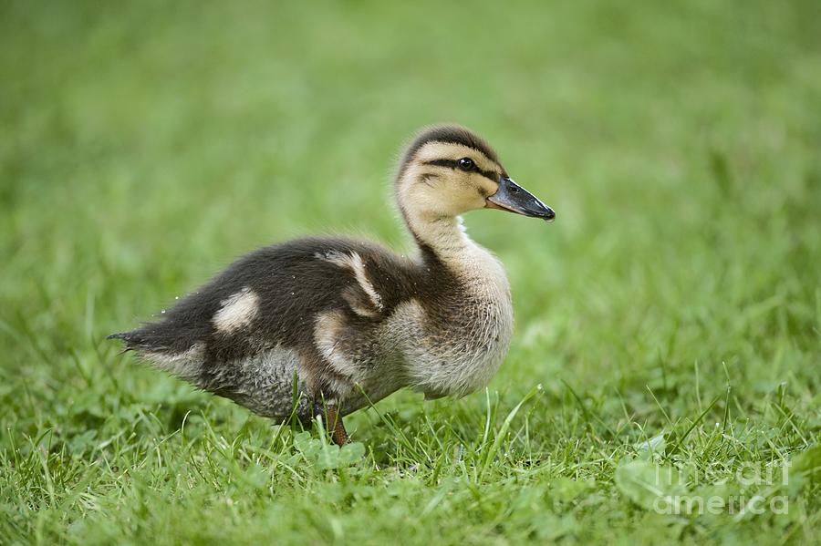 Mallard Duckling Photograph by Simon Booth - Fine Art America