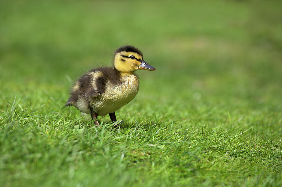 Mallard Duckling Photograph by Simon Booth/science Photo Library