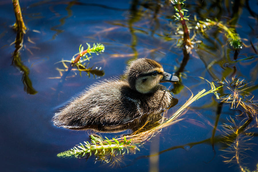 Bird Photograph - Mallard Duckling Swimming, Flatey by Panoramic Images