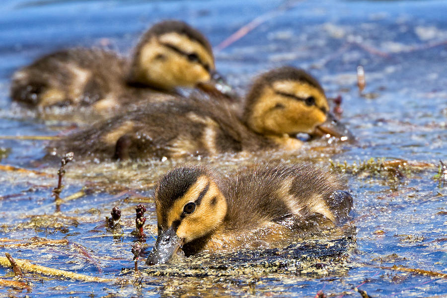 Mallard Ducklings Photograph by Kathleen Bishop