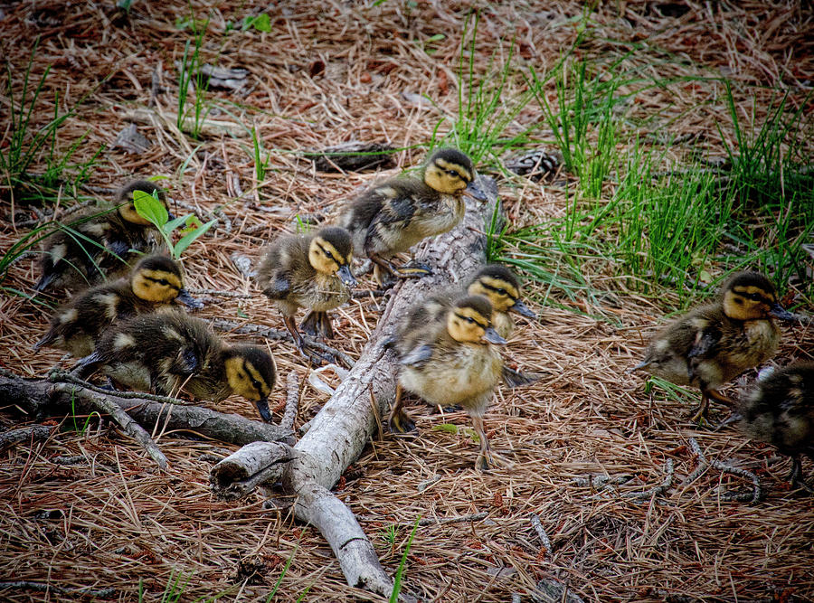 Mallard Ducklings on the Move Photograph by Beth Venner