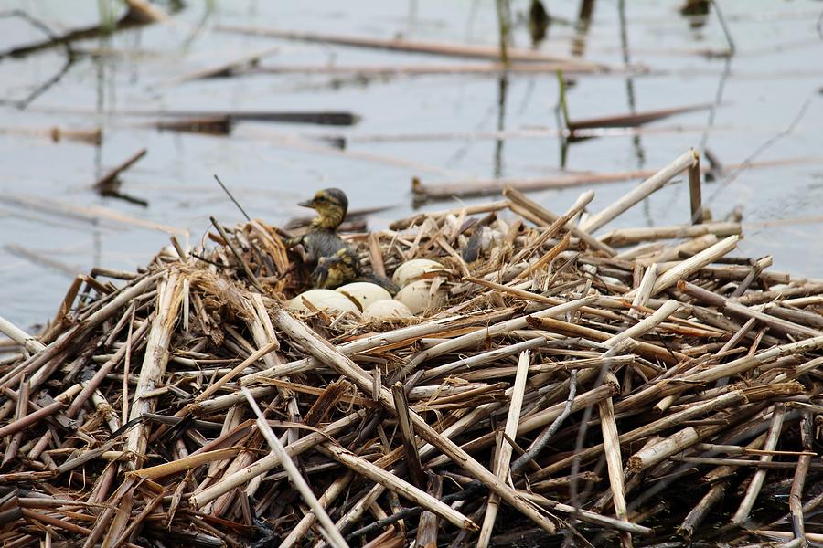 Mallard ducklings Photograph by Pamela Rayburn - Fine Art America