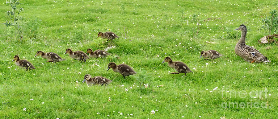 The Ducklings Parade Photograph by Phil Banks