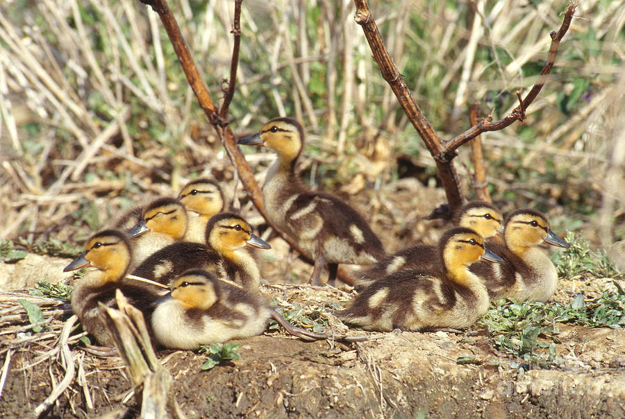 Duck Photograph - Mallard Ducklings by William H. Mullins