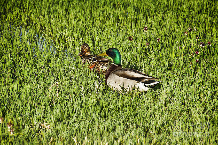 Mallard Ducks-A Couple Photograph by Douglas Barnard