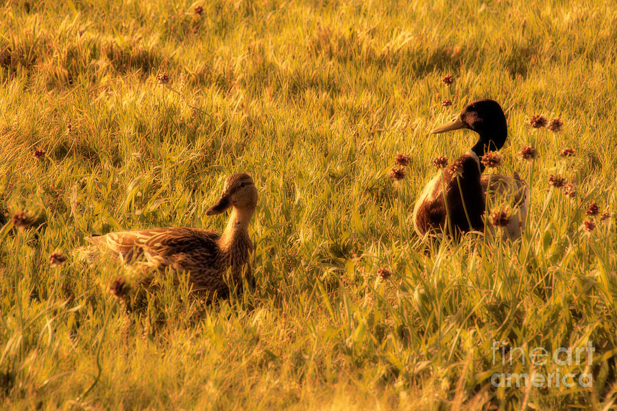 Mallard Ducks at Sunset Photograph by Douglas Barnard