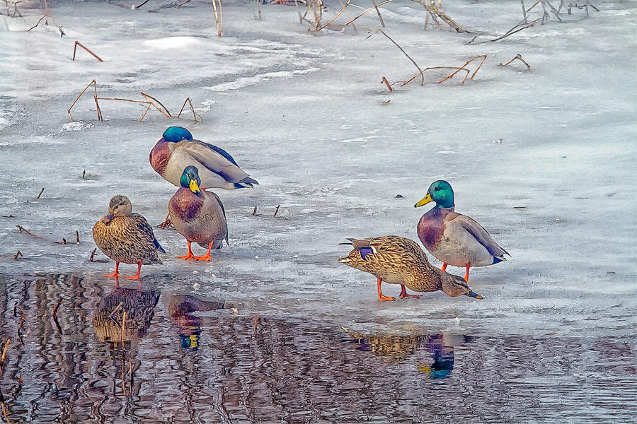 Mallard Ducks At The Melt Photograph by Constantine Gregory