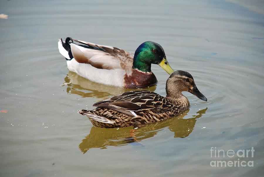 Mallard ducks Photograph by David Fowler