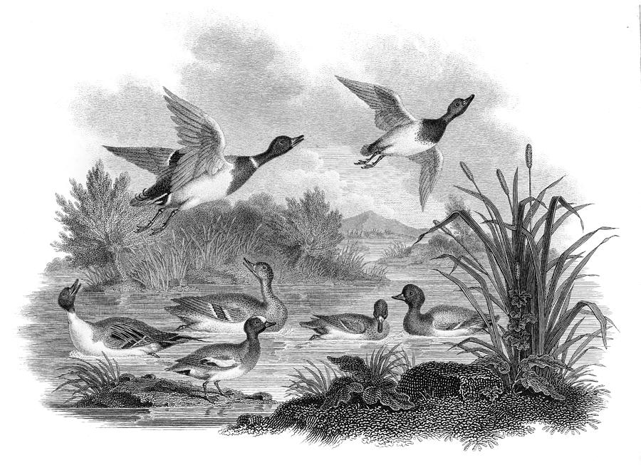 Mallard Ducks engraving 1812 Drawing by Thepalmer