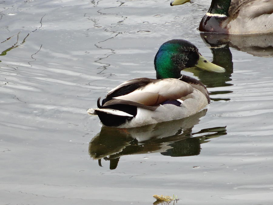 Mallard Ducks in Spring Photograph by Kathleen Luther
