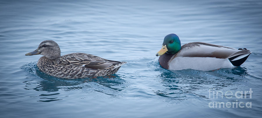 Mallard Ducks - Male and Female Photograph by Ronald Grogan