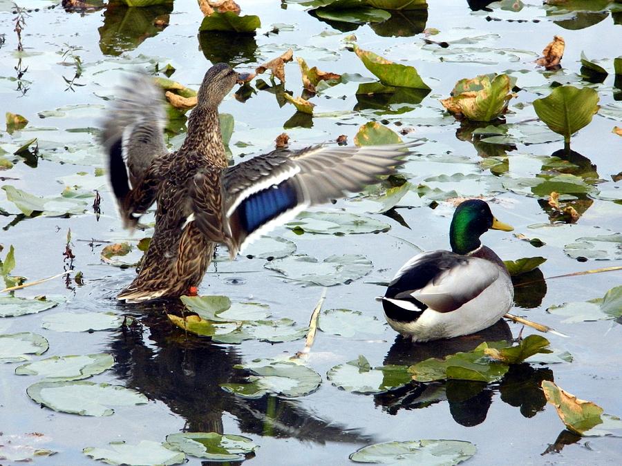 Mallard Ducks Pair Photograph