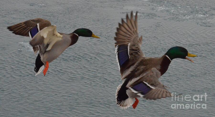 Mallard Ducks Photograph by Randy J Heath