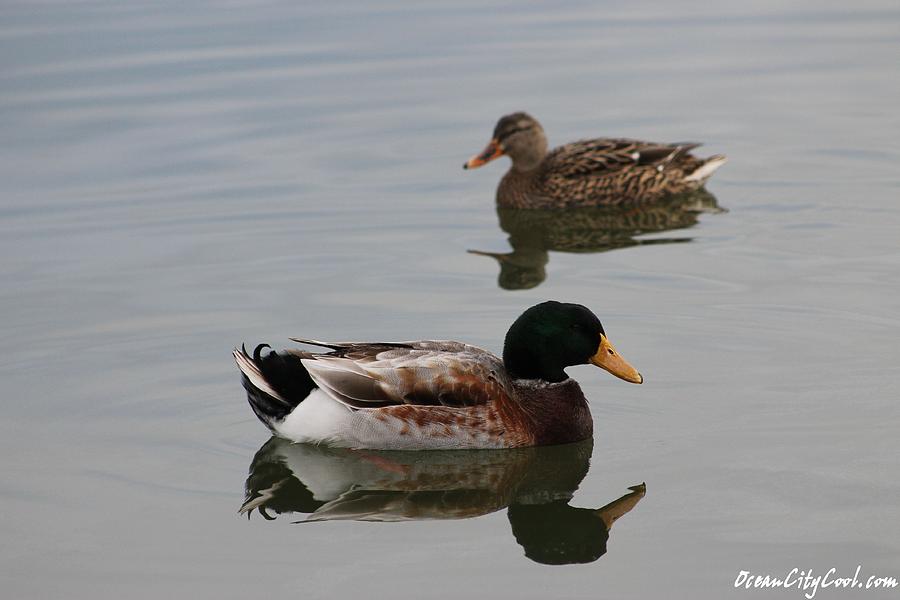 Duck Photograph - Mallard Ducks Reflecting by Robert Banach
