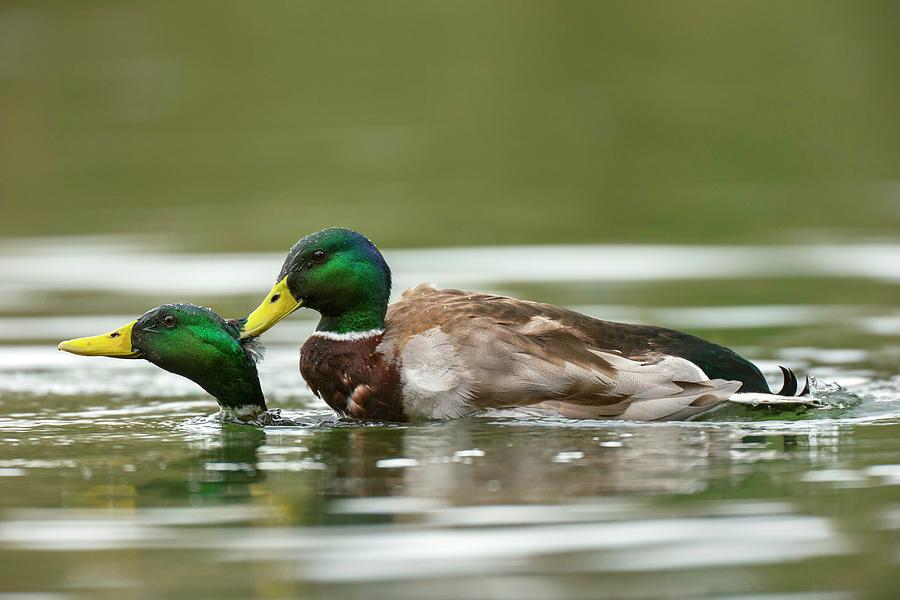 Duck Photograph - Mallard Ducks Same-sex Sexual Behaviour by Simon Booth/science Photo Library