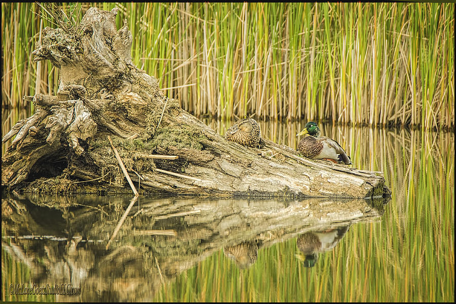 Mallard Ducks Stumped Photograph by LeeAnn McLaneGoetz McLaneGoetzStudioLLCcom
