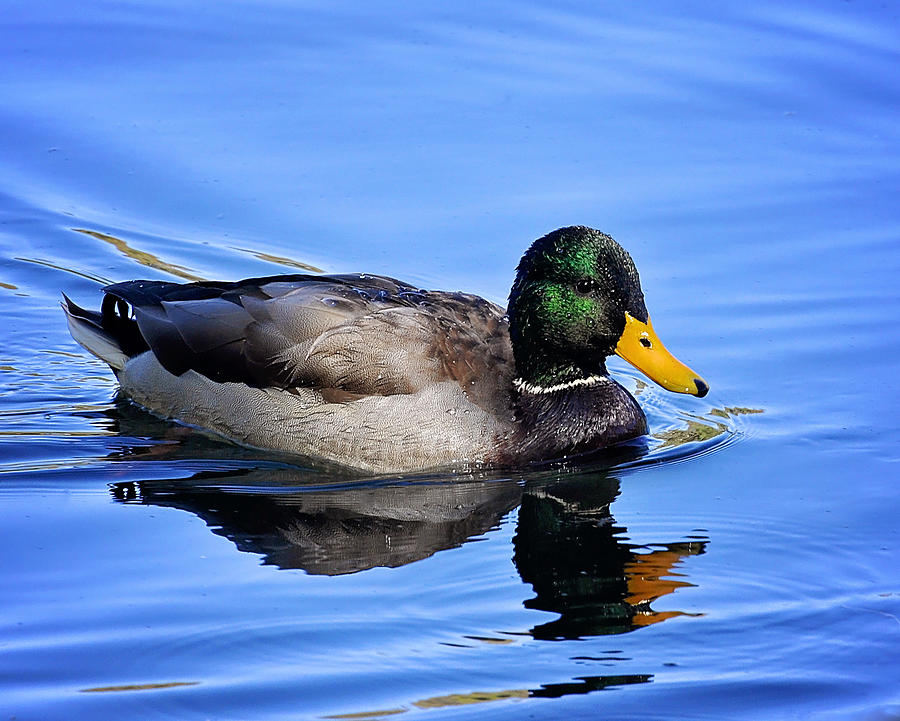 Mallard Floating Photograph by Pam Garcia - Fine Art America