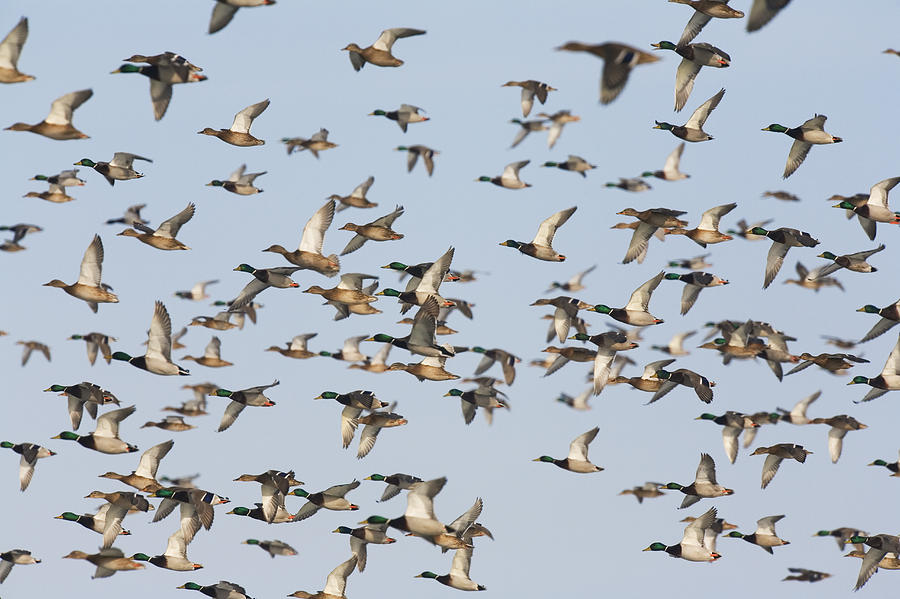 Mallard Flock Flying Germany Photograph by Konrad Wothe