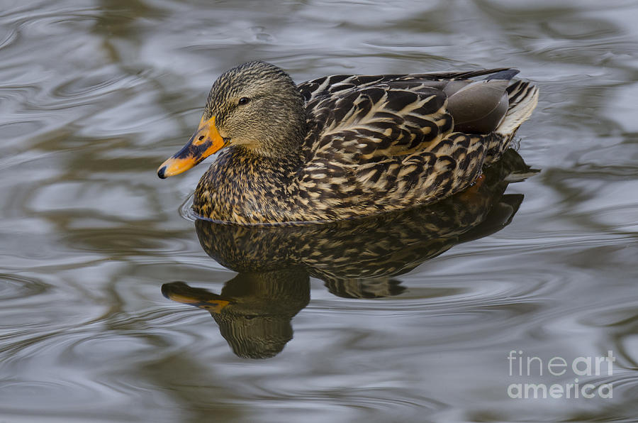 Duck Photograph - Mallard Hen 1 by Bob Christopher