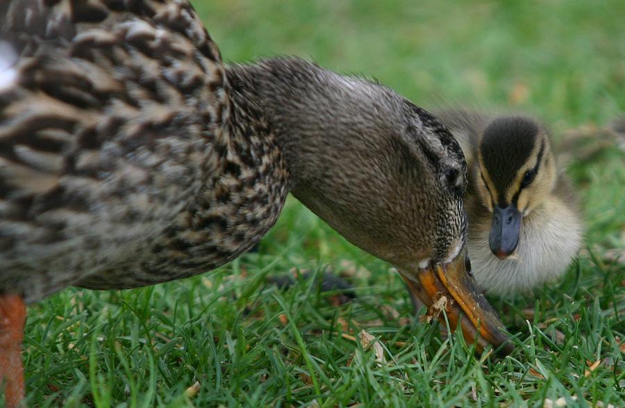 Mallard Hen and Duckling Photograph by John Dart