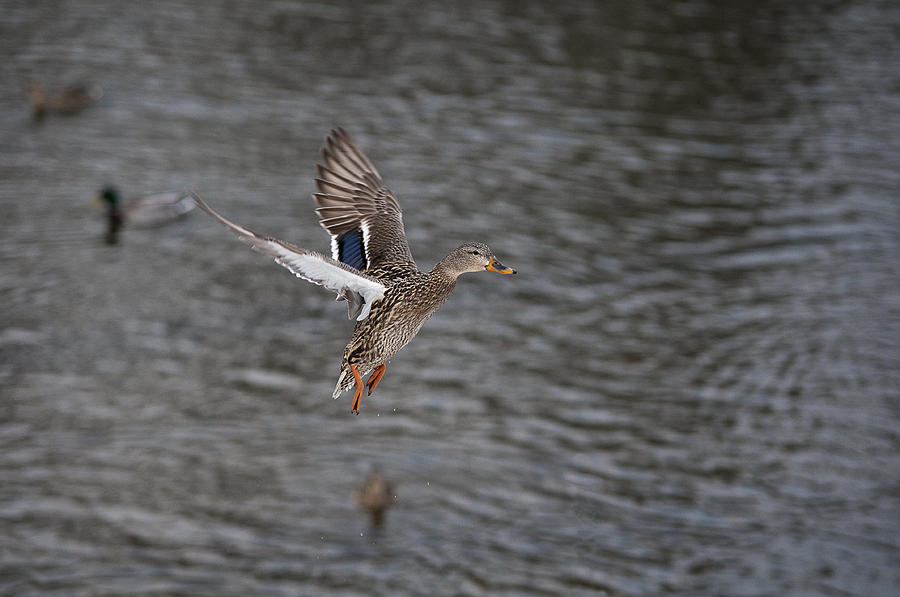 Duck Photograph - Mallard hen lift off by Ward McGinnis