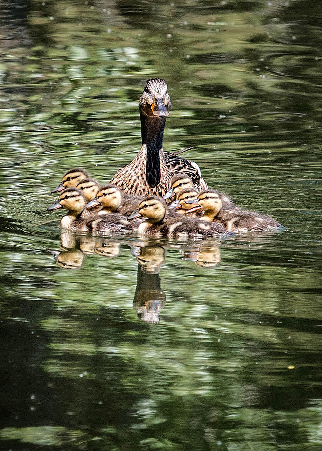Mallard Hen with Ducklings and Reflection Photograph by Dawn Key