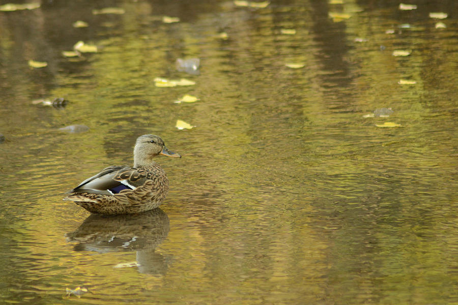 Mallard in a Sea of Gold and Green Photograph by Greni Graph