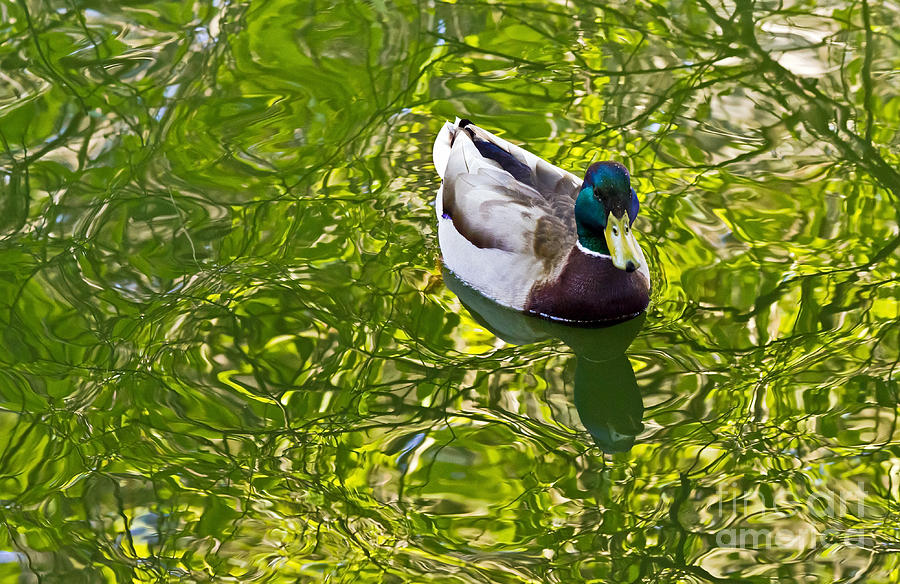 Mallard in Green Photograph by Kate Brown