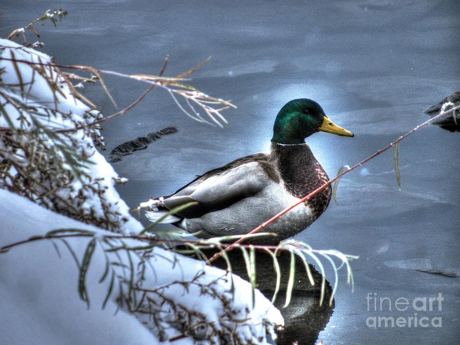 Duck Photograph - Mallard in Winter by Steven Parker