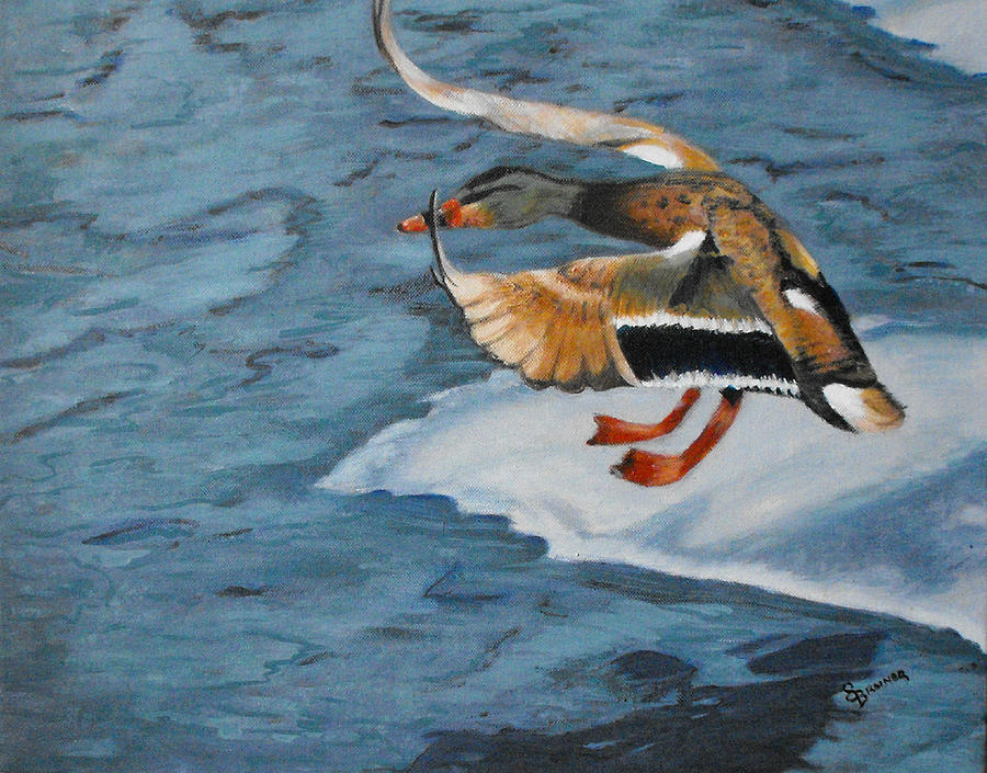 Mallard Landing Painting by Susan Bruner
