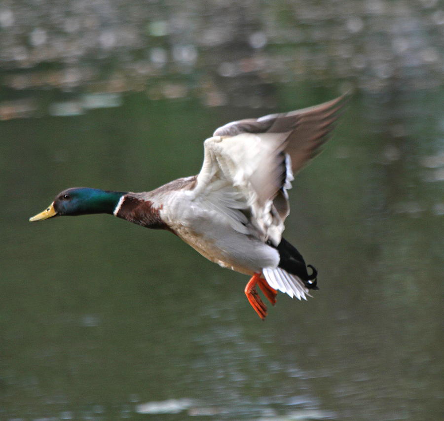 Mallard Male Duck Photograph by Edward Kocienski