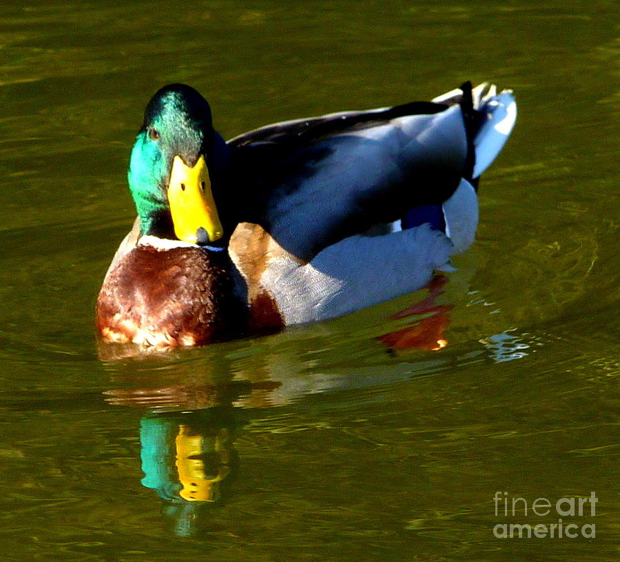Duck Photograph - Mallard Male Duck by Susan Garren
