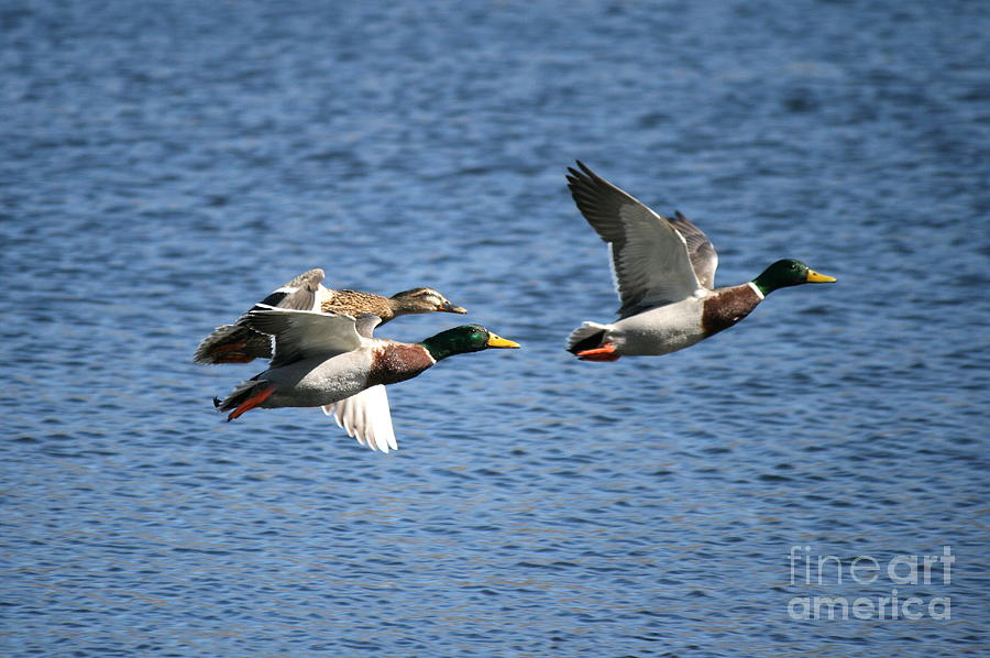 Mallard March Madness Photograph by Neal Eslinger