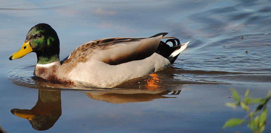 Mallard Mirror Photograph by Lyndall Hamlett | Fine Art America