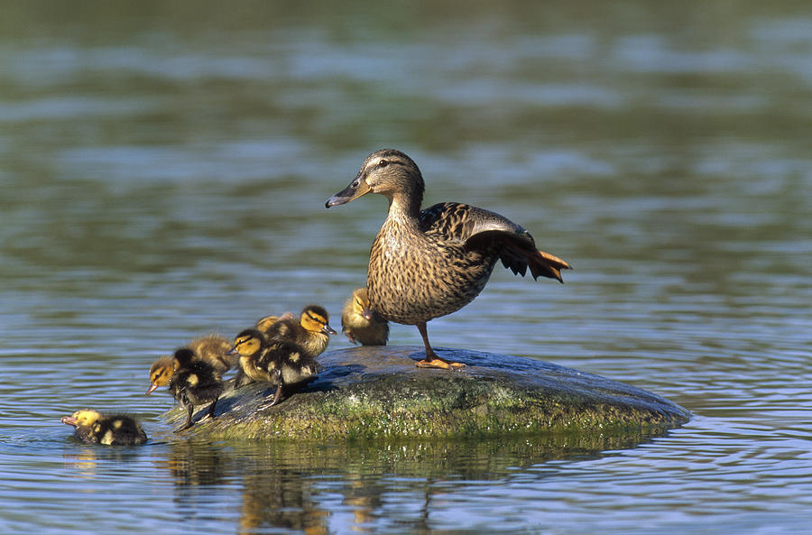 Mallard Mother With Ducklings Europe Photograph by Konrad Wothe