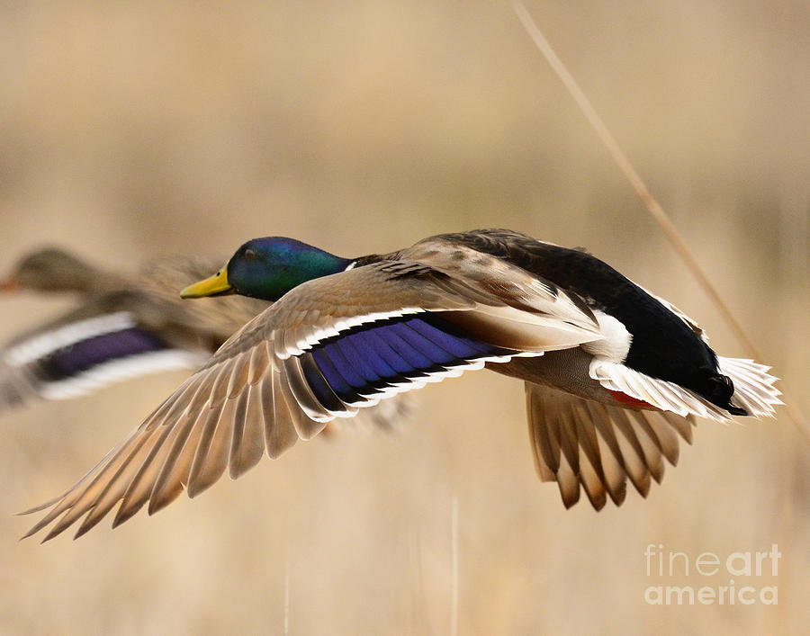 Duck Photograph - Mallard on the Wing by Dennis Hammer
