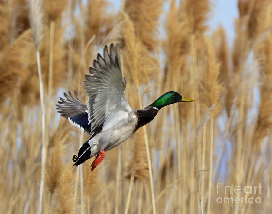 Duck Photograph - Mallard Out of the Reeds by Dennis Hammer