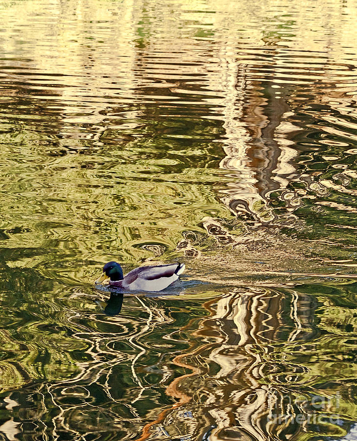 Mallard Painting Photograph by Kate Brown