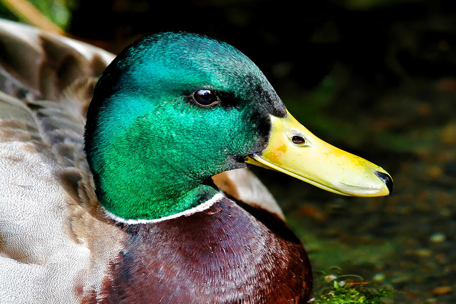 Duck Photograph - Mallard Profile by Athena Mckinzie