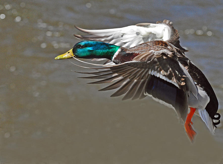 Mallard Puts on the Brakes Photograph by Rodney Campbell