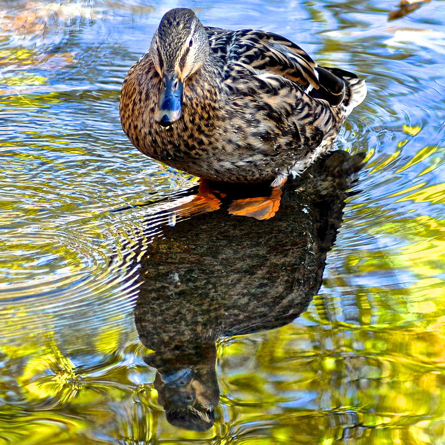 Mallard Reflects Photograph by Frozen in Time Fine Art Photography
