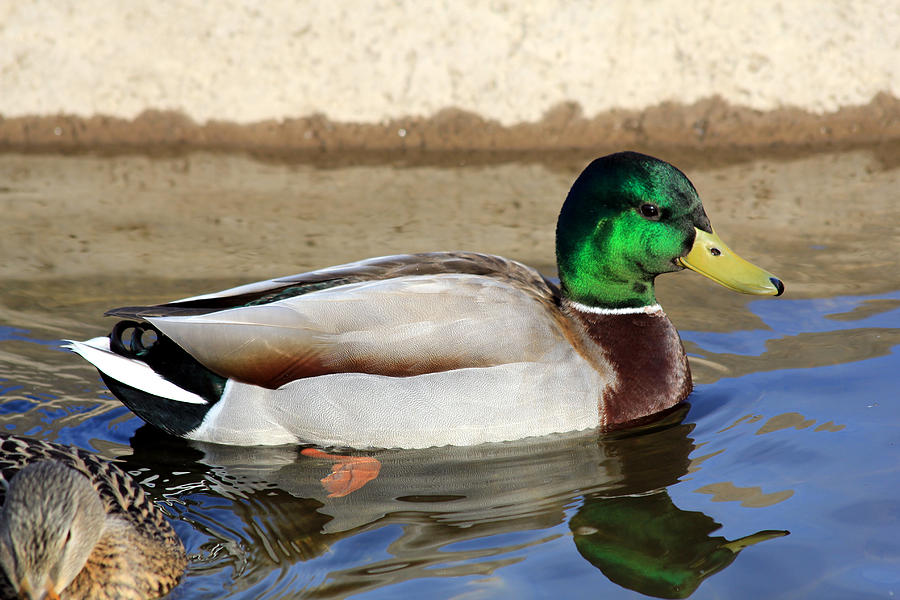 Mallard Photograph by Shawn McMillan - Fine Art America