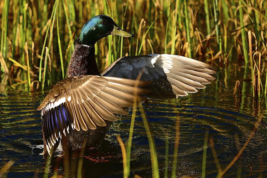 Duck Photograph - Mallard Showing Off by Clyn Robinson