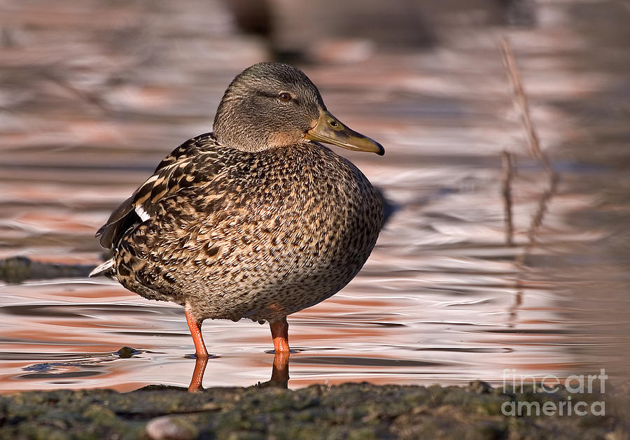 Duck Photograph - Mallard by Steven Ralser