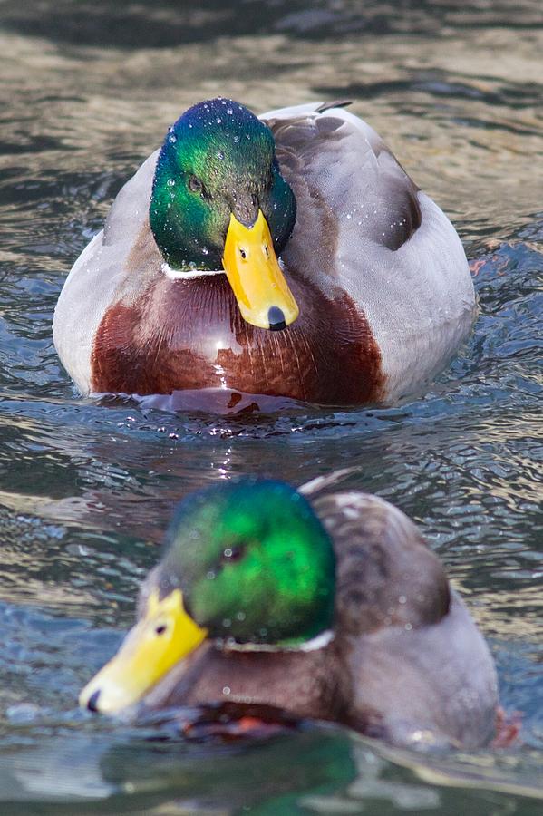 Duck Photograph - Mallard Train by Allan Morrison