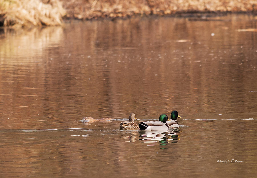 Mallards and Muskrat Photograph by Ed Peterson