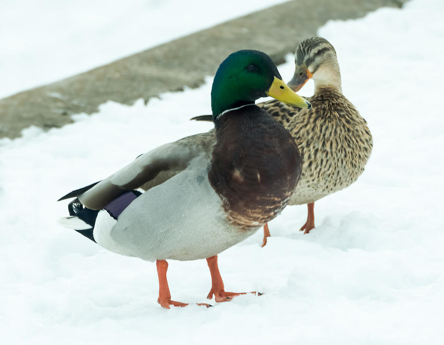 Mallards in the Snow Photograph by Holden The Moment