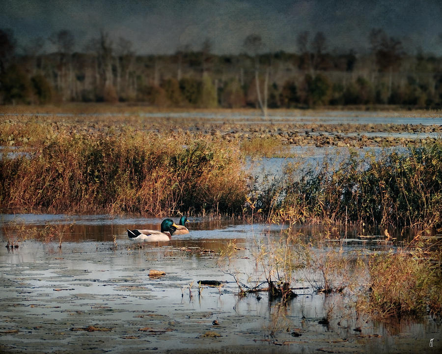 Mallards in the Swamp Photograph by Jai Johnson