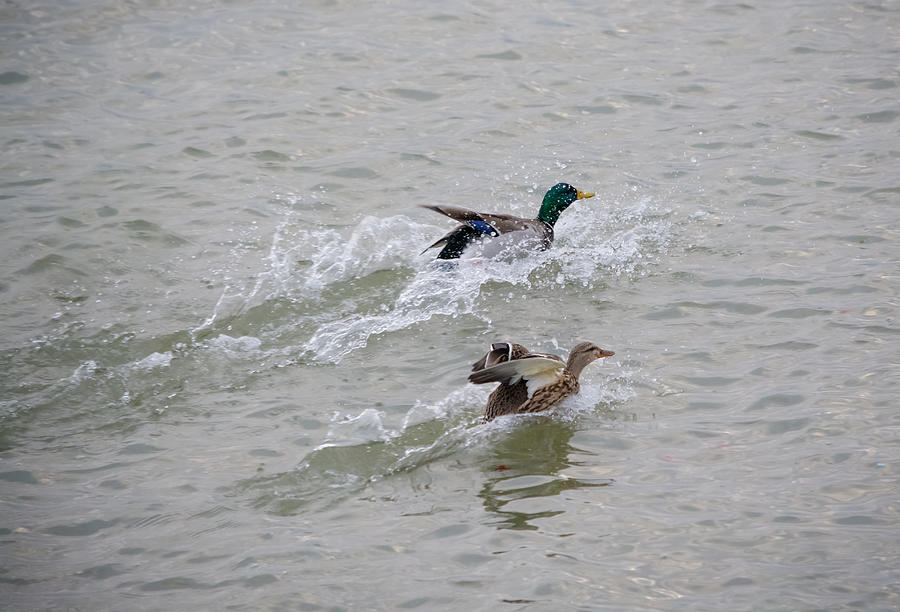 Mallards Landing on the Ohio Photograph by Holden The Moment