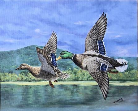 Bird Painting - Mallards by Olga Wing